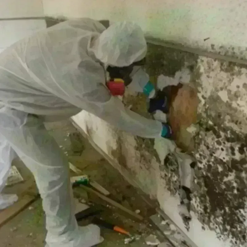 Best Mold Remediation and Removal Service in Central Falls, RI